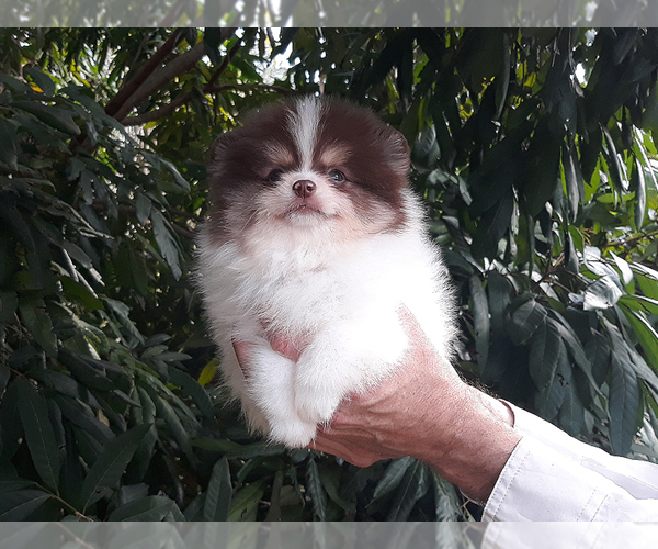 Medium Photo #36 Pomeranian Puppy For Sale in WEST PALM BEACH, FL, USA