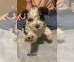 Puppy 1 Schnauzer (Miniature)