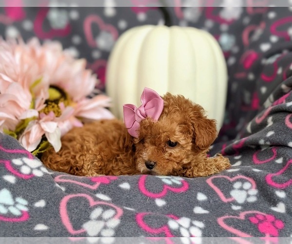 Medium Photo #7 Poodle (Toy) Puppy For Sale in ELKTON, MD, USA