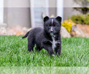 Medium Pomsky