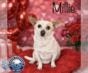 Chihuahua-Unknown Mix Dogs for adoption in Arcadia, FL, USA