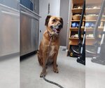 Small Mutt