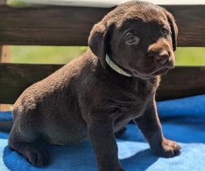 Labrador Retriever Puppy for sale in GOSHEN, IN, USA