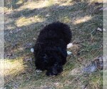 Small #1 Poodle (Toy)