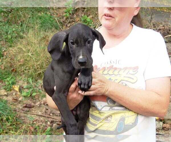 Medium Photo #68 Great Dane Puppy For Sale in SPRAGGS, PA, USA