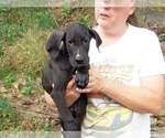 Small Photo #68 Great Dane Puppy For Sale in SPRAGGS, PA, USA
