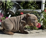 Small #2 Bulldog