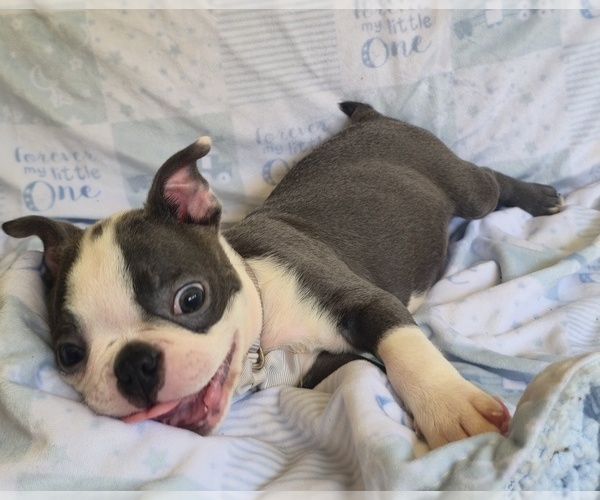 Medium Photo #4 Boston Terrier Puppy For Sale in MINERAL WELLS, WV, USA