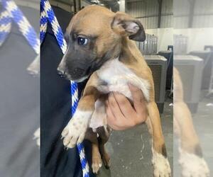 American Pit Bull Terrier Dogs for adoption in Bakersfield, CA, USA