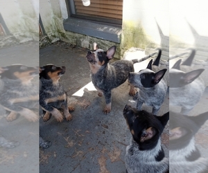 Australian Cattle Dog Puppy for sale in SANFORD, FL, USA
