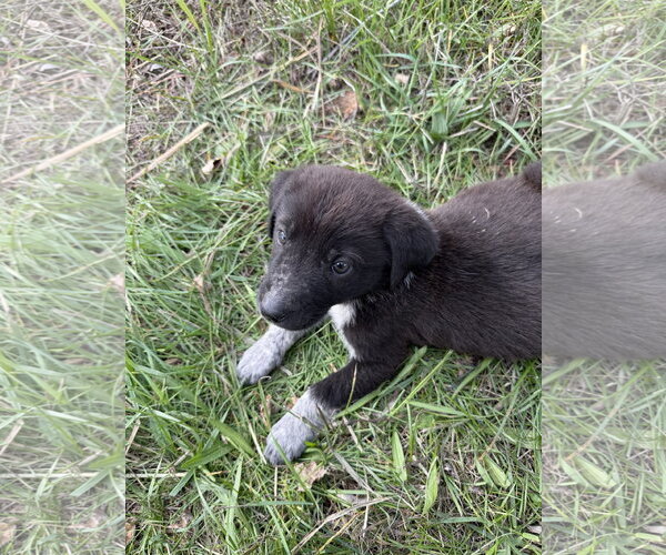 Medium Photo #1 Great Pyrenees-Unknown Mix Puppy For Sale in Chama, NM, USA