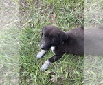 Momo - Female Great Pyrenees-Unknown Mix Dog for Adoption - Small photo
