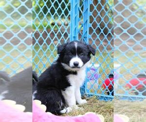 Border Collie Puppy for Sale in GRANITE FALLS, Washington USA