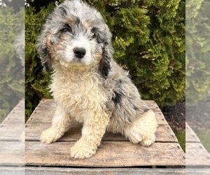 Cockapoo Puppy for sale in MIDDLEBURY, IN, USA