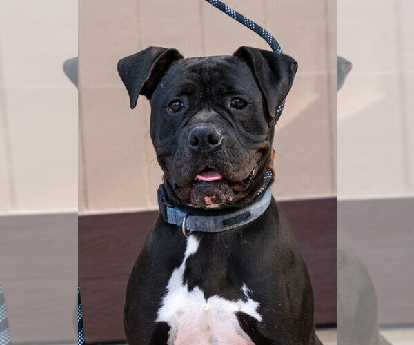 Medium Photo #19 American Staffordshire Terrier-Boxer Mix Puppy For Sale in Lake Forest, CA, USA