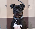 Small #18 American Staffordshire Terrier-Boxer Mix
