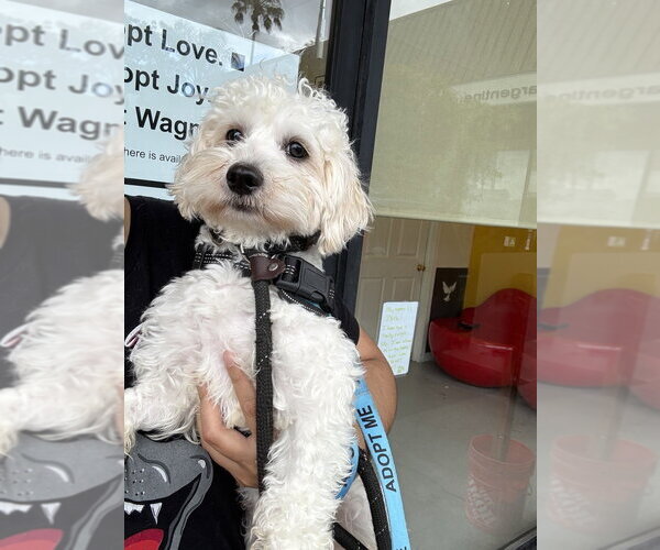 Medium Photo #5 Maltipoo (Miniature) Puppy For Sale in Studio City, CA, USA