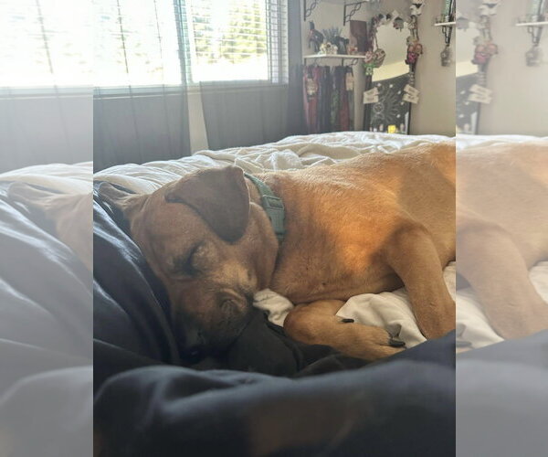 Medium Photo #3 Labrador Retriever-Unknown Mix Puppy For Sale in Davis, CA, USA