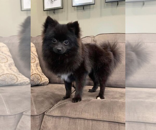 Medium Photo #13 Pomeranian Puppy For Sale in WARSAW, IN, USA