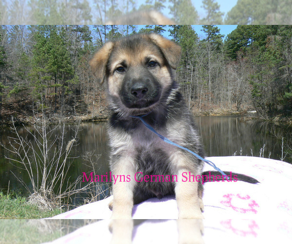 Medium Photo #1 German Shepherd Dog Puppy For Sale in PIEDMONT, MO, USA