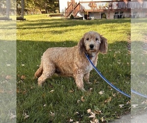 Mother of the Goldendoodle (Miniature) puppies born on 08/18/2025