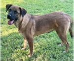 Small #1 Australian Shepherd Mix