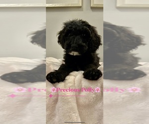 Goldendoodle Puppy for sale in MADISON, MS, USA