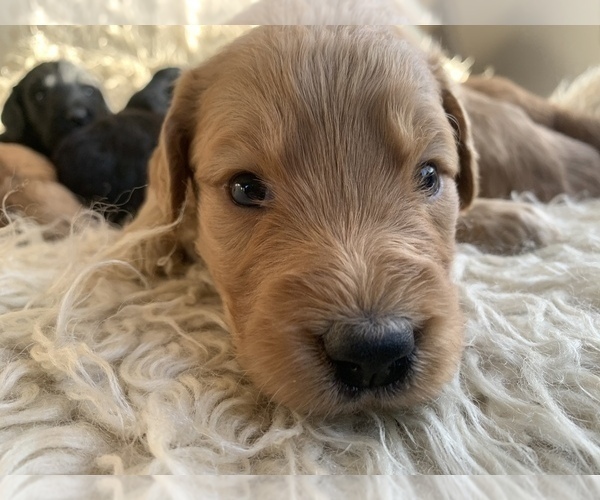 Medium Photo #18 Goldendoodle Puppy For Sale in PAGOSA SPRINGS, CO, USA