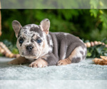 Small #3 French Bulldog