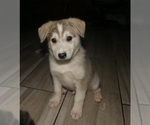 Small #3 Alaskan Klee Kai-Siberian Husky Mix