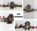 Small #10 Dachshund