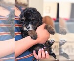 Small #1 Bernedoodle (Miniature)