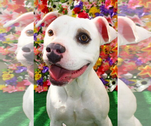 Medium Photo #1 American Pit Bull Terrier-Unknown Mix Puppy For Sale in San Diego, CA, USA