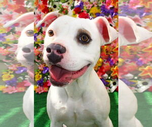 American Pit Bull Terrier-Unknown Mix Dogs for adoption in San Diego, CA, USA