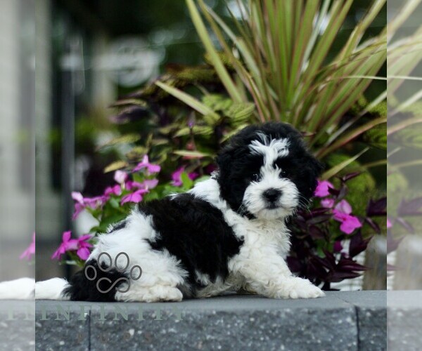 Medium Photo #2 Zuchon Puppy For Sale in GORDONVILLE, PA, USA