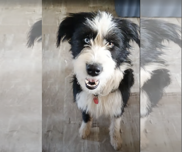 Medium Photo #3 Mutt Puppy For Sale in Laramie, WY, USA