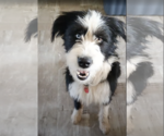 Small #2 Mutt
