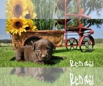 Puppy Red boy Labrador Retriever