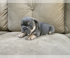 French Bulldog Puppy for sale in LANCASTER, PA, USA