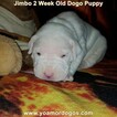 Small Photo #50 Dogo Argentino Puppy For Sale in JANE, MO, USA