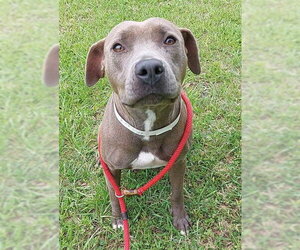 American Staffordshire Terrier Dogs for adoption in Fort Lauderdale, FL, USA