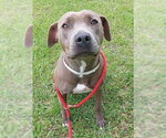 Small American Staffordshire Terrier
