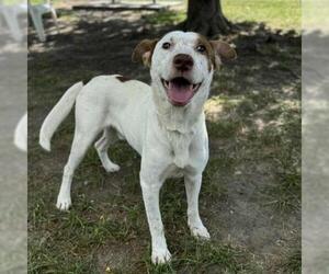 American Pit Bull Terrier-Unknown Mix Dogs for adoption in Conroe, TX, USA
