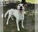 Small American Pit Bull Terrier Mix