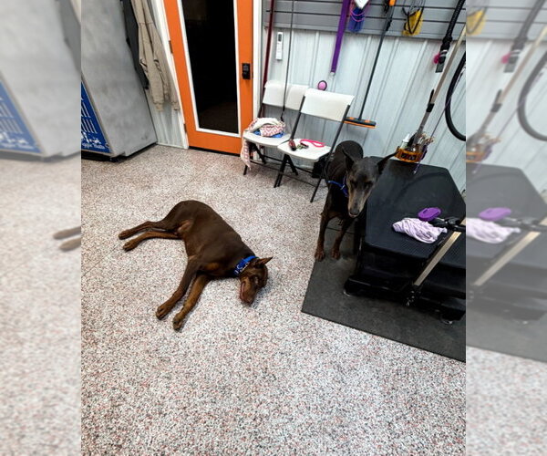 Medium Photo #17 Doberman Pinscher Puppy For Sale in Buffalo, MN, USA