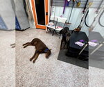 Small #16 Doberman Pinscher