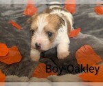 Small Photo #9 Morkie Puppy For Sale in VIRGINIA BEACH, VA, USA