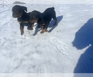 Rottweiler Puppy for sale in SIOUX CENTER, IA, USA