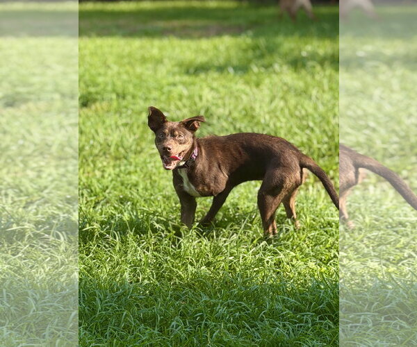 Medium Photo #4 Mutt Puppy For Sale in Mount Pleasant, SC, USA