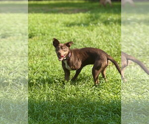 Godiva - Female Mutt Dog for Adoption - Photo #4